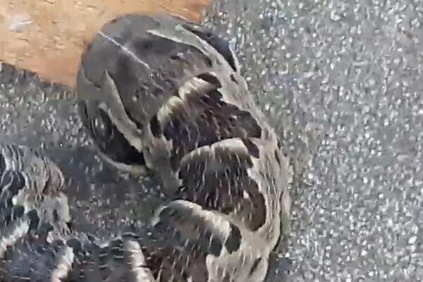 UŠLA JE U DVORIŠTE I PRESTRAVILA SE NA LICU MESTA: Videla je stvorenje sa DVE GLAVE, šta je OVO? (VIDEO)