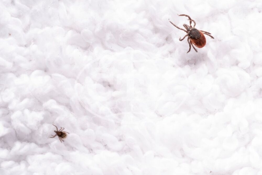 Peškir, Pauk, Buba, Krpelj, Prljav peškir