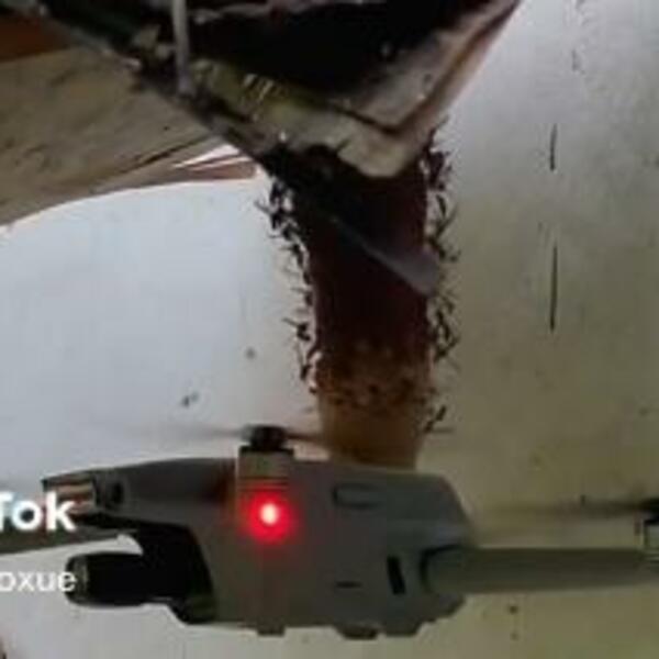 PUSTIO DRON NA OGROMNO GNEZDO STRŠLJENOVA, GLEDAJTE ŠTA SE ZATIM DESILO: Ovaj snimak NIJE ZA SVAKOGA (VIDEO)