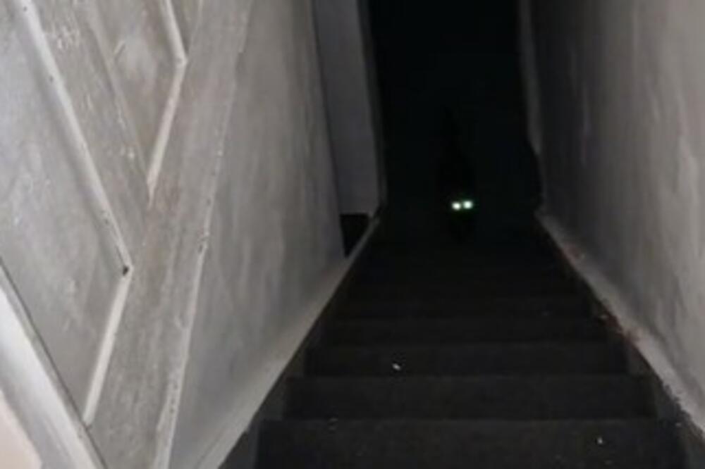 ČULA JE NEOBIČAN ZVUK U PODRUMU, A ONDA JE SIŠLA DOLE: Nije mogla da VERUJE šta je ZATEKLA... (VIDEO)