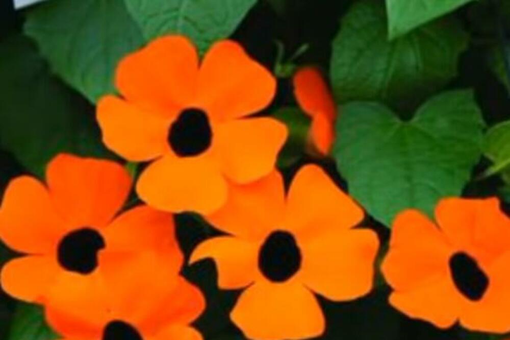 VERUJE SE DA SAMO OVAJ CVET ŠTITI OD UROKA: Ima neobično ime, a evo gde valja da STOJI U KUĆI