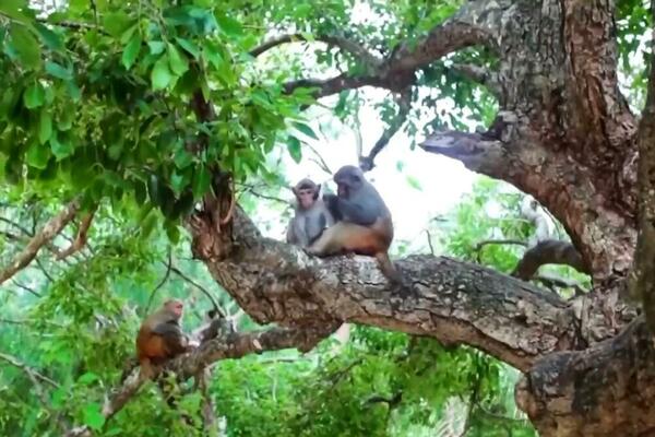 Zeleni razvoj Hainana (VIDEO)