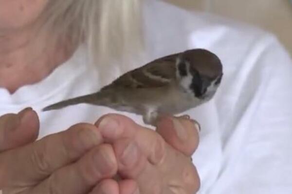 KAKO SE SREĆKU POSREĆILO: Ovaj vrabac je postao kućni ljubimac JEDNOJ TEONI i sada ne mogu bez njega! (FOTO)