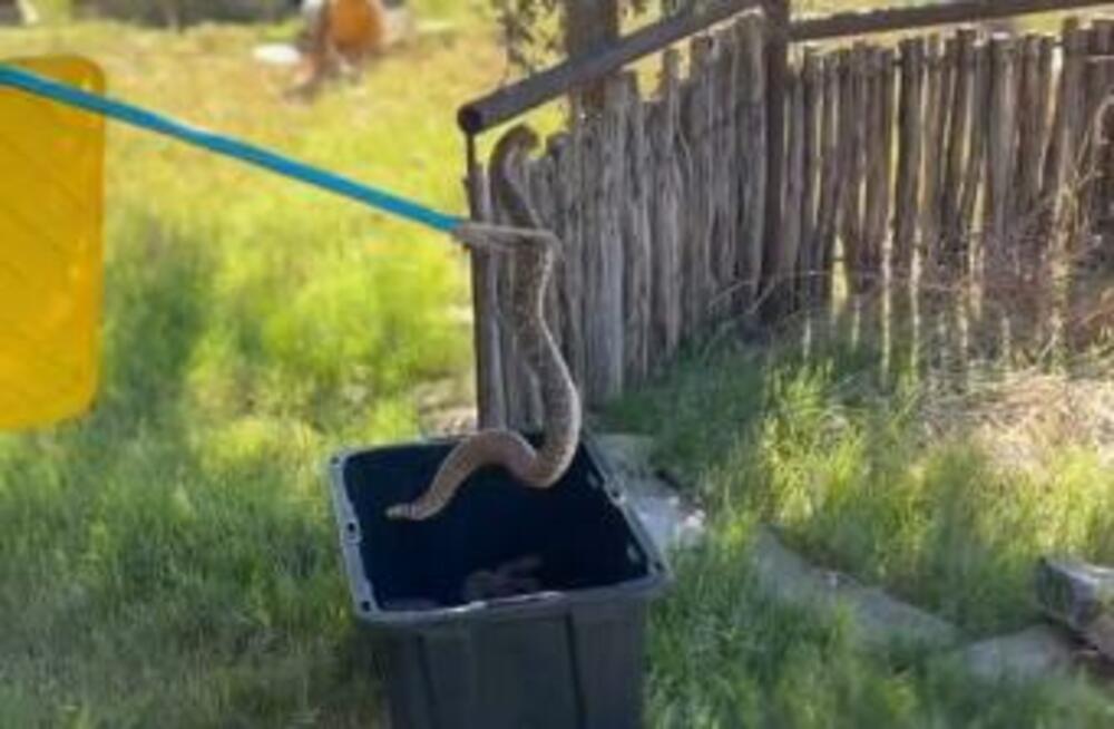 Zmija, Zmijarnik, Zmije ispod kuće, Kuća, Zmije u kući