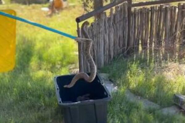 OVE TRI NAJOPASNIJE ZMIJE ŽIVE U SRBIJI: Biolog otrkrio kako da se ZAŠTITIMO, dobro OBRATITE PAŽNJU