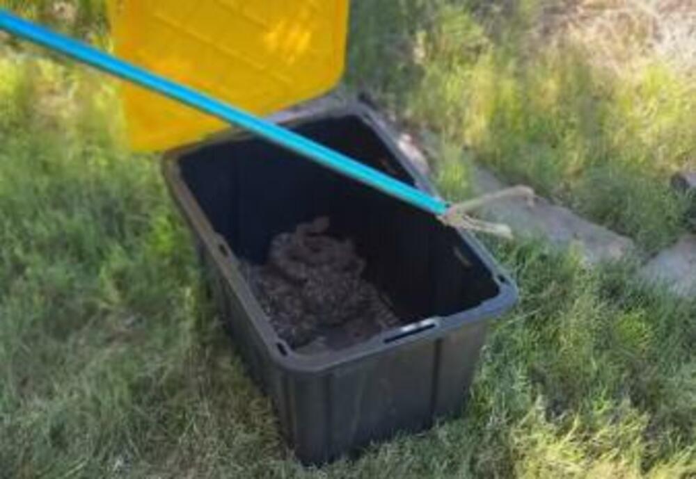 Zmija, Zmijarnik, Zmije ispod kuće, Kuća, Zmije u kući