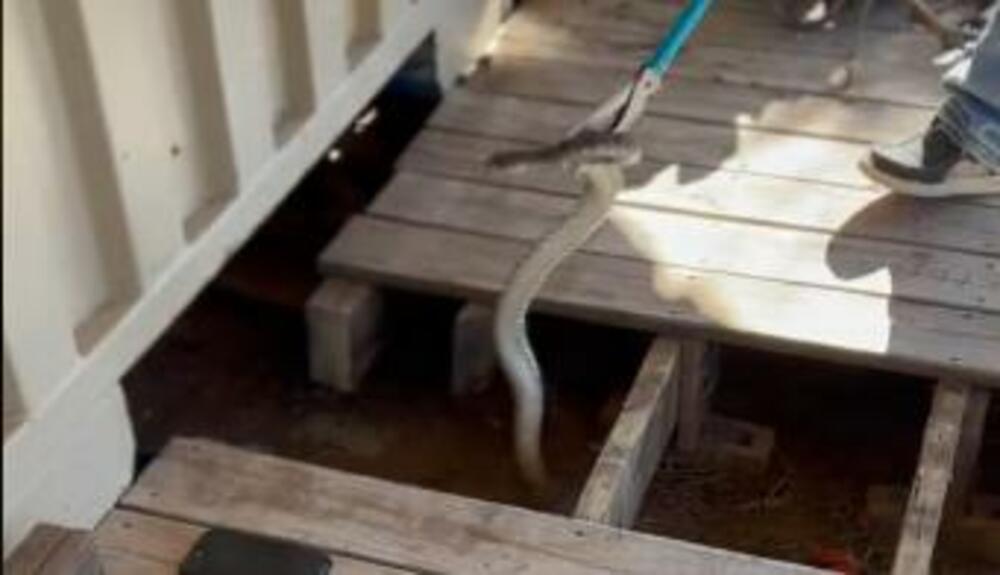 Zmija, Zmijarnik, Zmije ispod kuće, Kuća, Zmije u kući