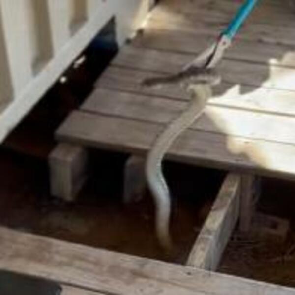 OVO JE JEZIVO, KUPIO NOVU KUĆU, A ISPOD NJE ZMIJARNIK: NADLEŽNI došli na LICE MESTA i ostali u ŠOKU (VIDEO)