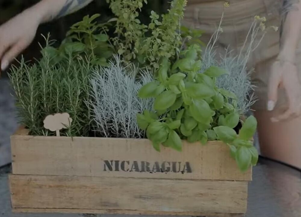 Biljke, Začinsko bilje