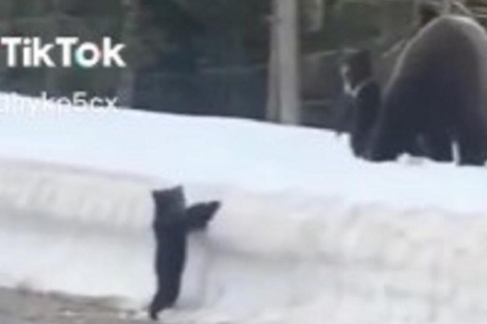 MEČE NIJE MOGLO DO MAJKE, ČOVEK ZASTAO DA POGLEDA: A zatim odigrala PRAVA DRAMA, pogledajte samo OVAJ SNIMAK! VIDEO