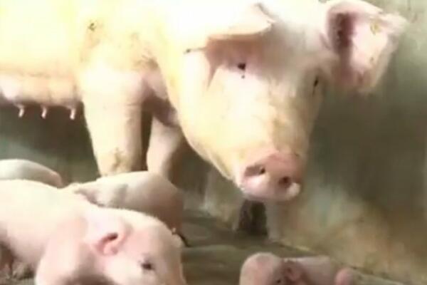 KRMAČA SE OPRASILA, A KAD SU SELJACI VIDELI ŠTA JE, SLEDILI SU SE: Ovo još nije viđeno, au! (VIDEO)