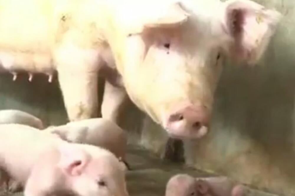 KRMAČA SE OPRASILA, A KAD SU SELJACI VIDELI ŠTA JE, SLEDILI SU SE: Ovo još nije viđeno, au! (VIDEO)