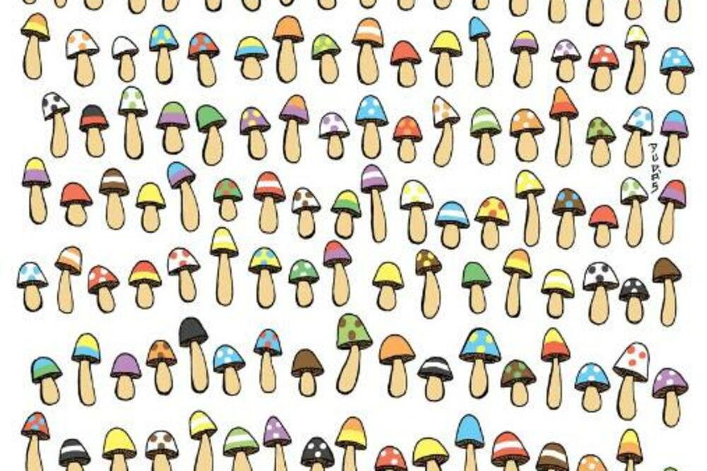 JEDNA PEČURKA NEMA SVOJ PAR, DA LI MOŽETE DA JE NAĐETE? Imate tačno minut da utvrdite koja