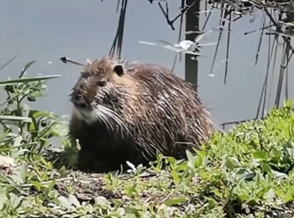 Nutrija