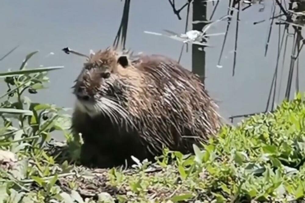 OGROMNI PACOV U KRNJAČI! GOSPOĐE VRISKALE DOK IM NISU REKLI: Narod počeo da pogađa šta je to, nastao ŠOU