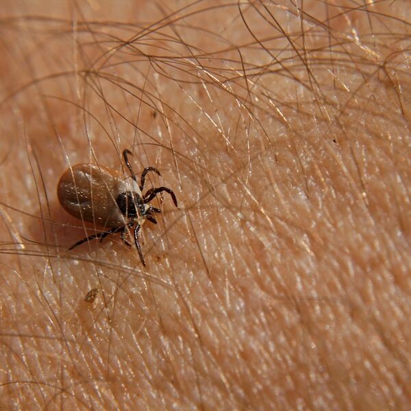 Sezona krpelja je u punom jeku: Doktorka savetuje kako da se zaštitite i šta da radite ako vas ipak ujedu