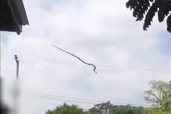 SNIMAK LETEĆE ZMIJE PRENERAZIO LJUDE: Kad su videli šta preleće iznad glava, prenerazili se, gledajte ovo (VIDEO)