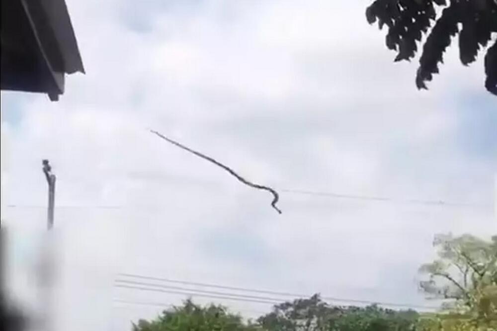 SNIMAK LETEĆE ZMIJE PRENERAZIO LJUDE: Kad su videli šta preleće iznad glava, prenerazili se, gledajte ovo (VIDEO)