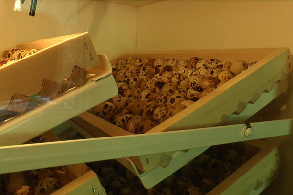 Biznis koji donosi odličnu zaradu i to baš u Srbiji! Sedite kući i zaradite do 5.000 evra, profit brzo stiže