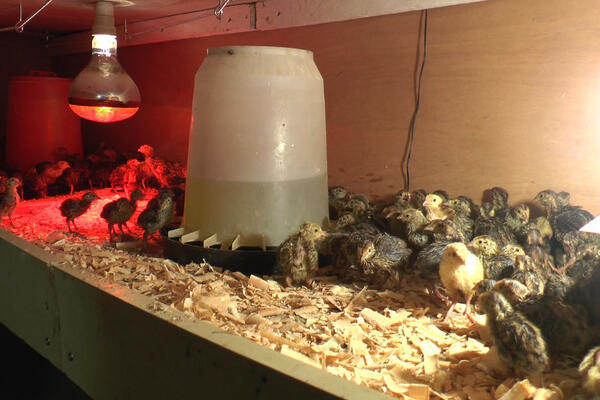 OVAJ BIZNIS CVETA U SRBIJI, A SVAKO MOŽE TIME DA SE BAVI: Nikola sve unapred RASPRODA! (FOTO)