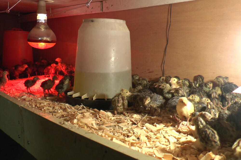 OVAJ BIZNIS CVETA U SRBIJI, A SVAKO MOŽE TIME DA SE BAVI: Nikola sve unapred RASPRODA! (FOTO)