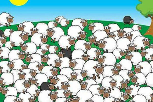 VISOKO INTELIGNETNI LJUDI NA SLICI NAĐU PSA I OVCU KOJA SPAVA: Proverite, imate tačno 16 sekundi