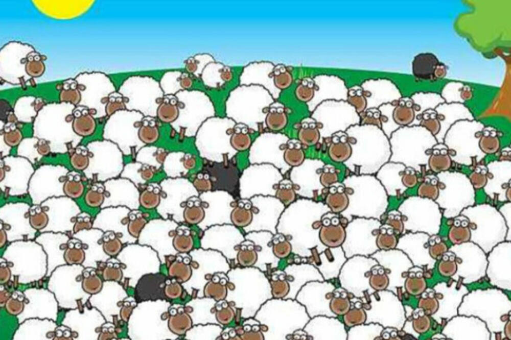 VISOKO INTELIGNETNI LJUDI NA SLICI NAĐU PSA I OVCU KOJA SPAVA: Proverite, imate tačno 16 sekundi