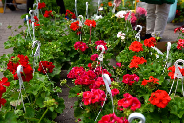 OVE BILJKE SKORO NIKAD NE MORATE DA ZALIVATE: Najlakše su za održavanje, nimalo NISU ZAHTEVNE