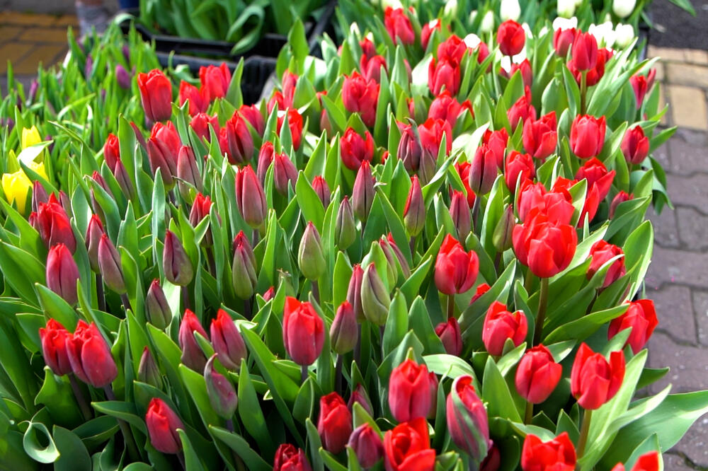 OVA TRI CVETA OBAVEZNO UNESITE U KUĆU ZA USKRS: Jedan je posebno važan za SREĆU I BLAGOSTANJE