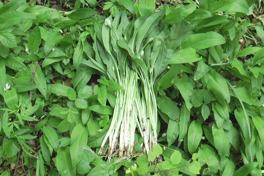 OVA MOĆNA BILJKA JE BAŠ TRAŽENA, A KOD NAS JE IMA U IZOBILJU: Mnogi nisu ni svesni KOLIKO JE KORISNA!