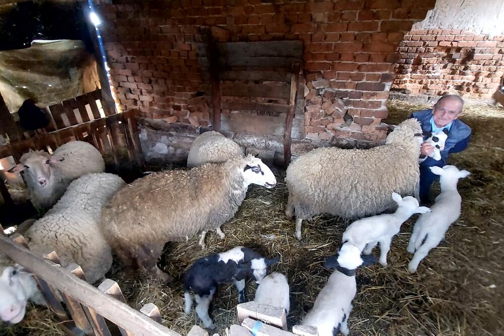 KOLIKA JE PLATA PASTIRA U SRBIJI? Oglasi puni, ali nema ko da radi, OVO SU SVI USLOVI, A PARE SAMO KAPLJU