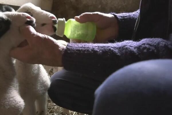 FENOMEN U ŠUMADIJI: Milisav ostao u ČUDU kada je video šta je njegova OVCA donela na SVET! (FOTO)