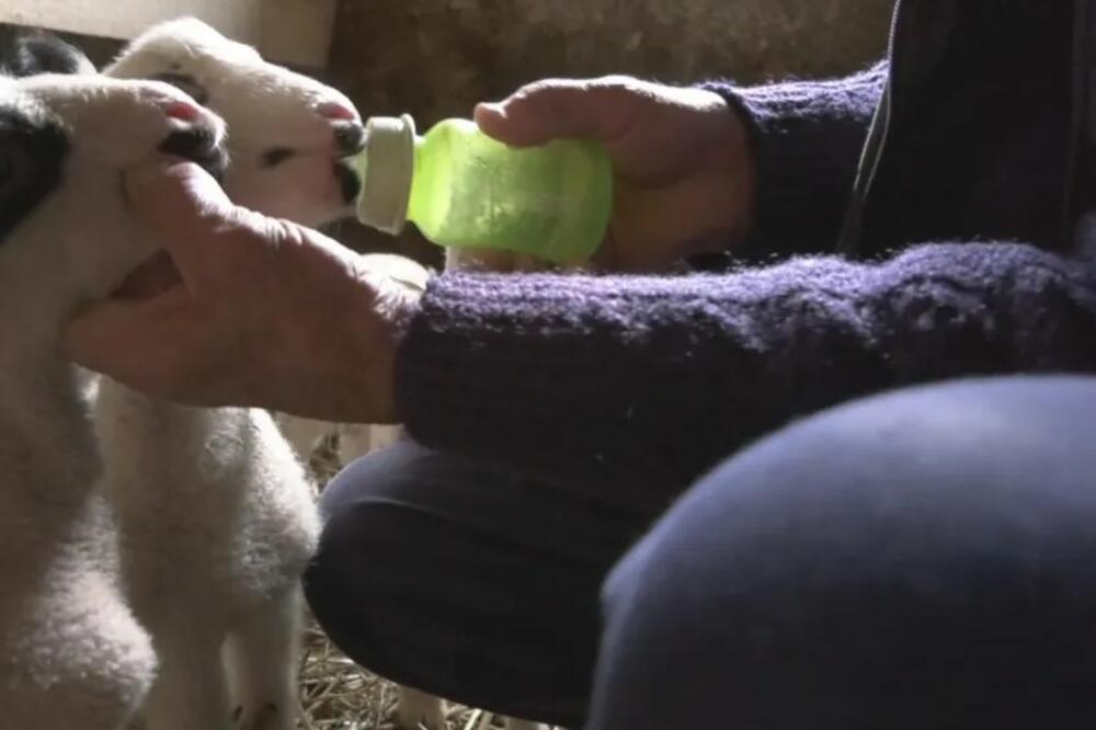 FENOMEN U ŠUMADIJI: Milisav ostao u ČUDU kada je video šta je njegova OVCA donela na SVET! (FOTO)
