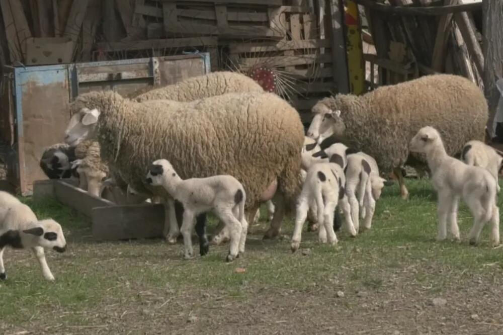 DEČAK SEKIROM MASAKRIRAO ŽIVOTINJE, A ONDA SU ISPLIVALE MRAČNE TAJNE PORODICE! Evo šta sve znamo o slučaju jaganjci