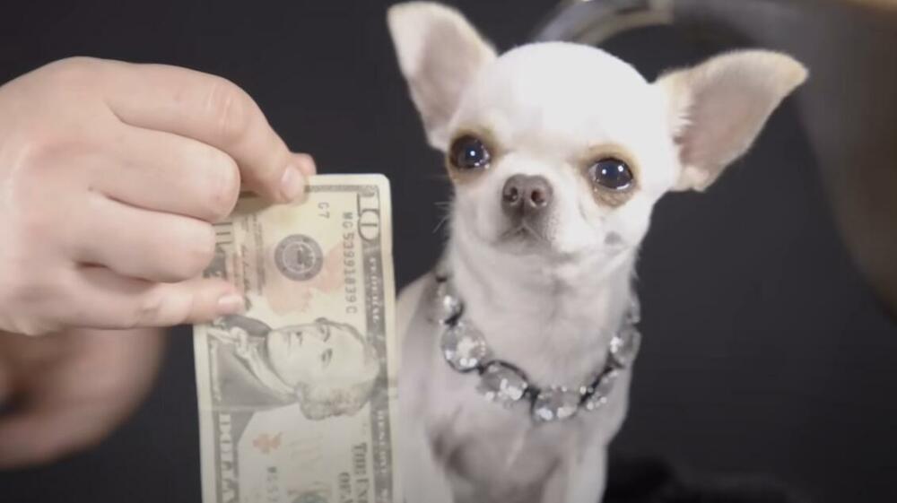 Mali pas, Najmanji pas na svetu