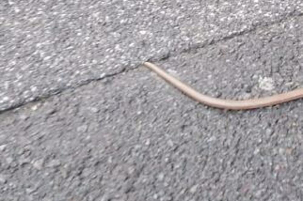 VRAČARCI DOBILI NOVOG KOMŠIJU, ALI NIJE ZMIJA: Gladak je i sjajan, Biljana imala BLISKI SUSRET S NJIM! (FOTO)