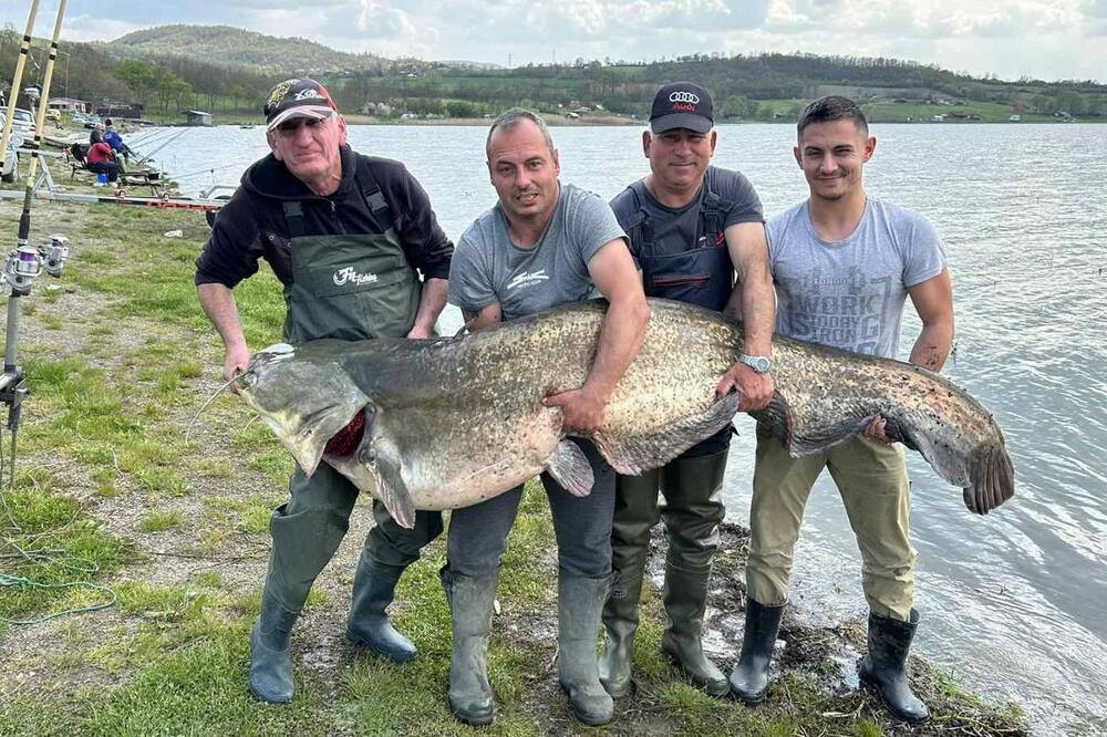 IZ GRUŽANSKOG JEZERA IZVUČENA GRDOSIJA DUGA 2 METRA I TEŠKA 90 KILA: Ribolovci se sat vremena mučili da je izvuku