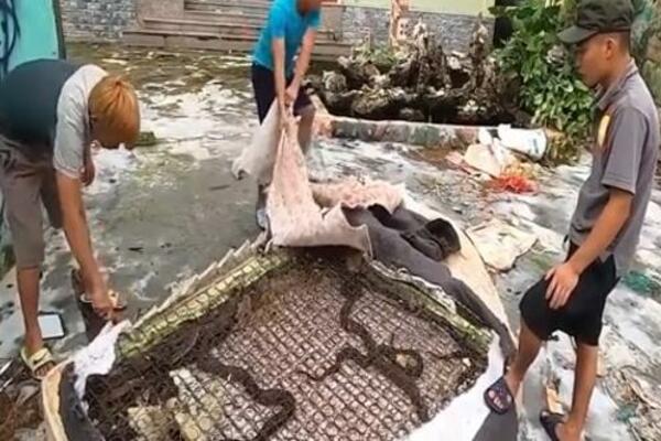 PRONAŠLI LEGLO ZMIJA U DUŠEKU ZA SPAVANJE: Ono što su uradili SA NJIMA nakon toga NIJE ZA SVAČIJE OČI (VIDEO)