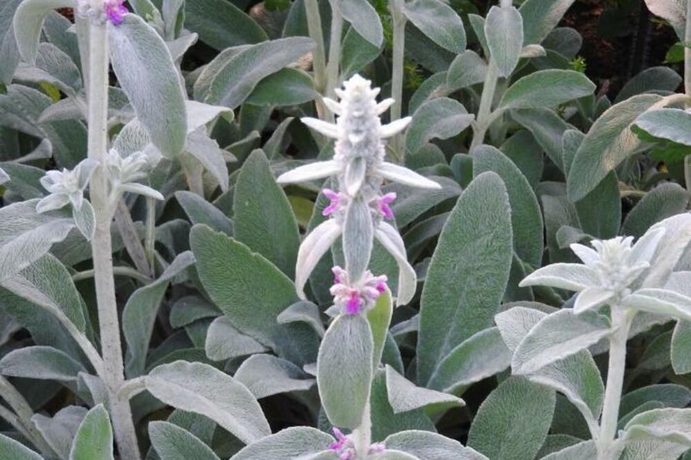 OVE BILJKE TERAJU KOROV IZ BAŠTE: Kada čujete koje su, BEZ RAZMIŠLJANJA ĆETE IH NABAVITI (FOTO)