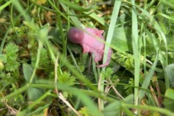 ŠETALI ŠUMOM I NAIŠLI NA ČUDNO I POTPUNO BESPOMOĆNO STVORENJE: Nikad pre NISU VIDELI TAKO NEŠTO, ostali u neverici