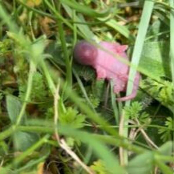 ŠETALI ŠUMOM I NAIŠLI NA ČUDNO I POTPUNO BESPOMOĆNO STVORENJE: Nikad pre NISU VIDELI TAKO NEŠTO, ostali u neverici