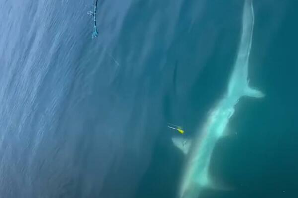 DEČAK ULOVIO OGROMNU MORSKU ZVER U JADRANU: Prestravljeni otac i sin gledali u PLEN, pa na kraju uradili OVO! VIDEO