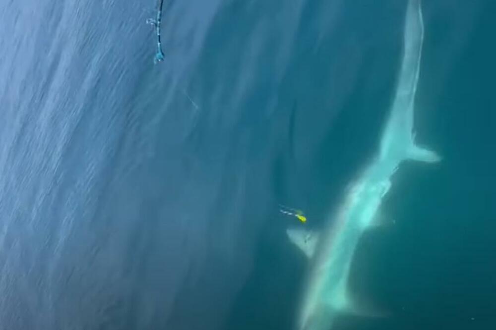 DEČAK ULOVIO OGROMNU MORSKU ZVER U JADRANU: Prestravljeni otac i sin gledali u PLEN, pa na kraju uradili OVO! VIDEO