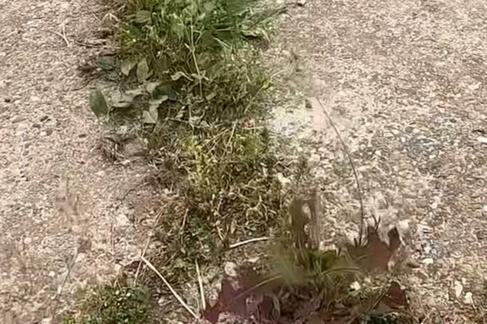 POSPITE OVO PO ZEMLJI I SAV KOROV ĆE BITI SPRŽEN: Samo na TAJ NAČIN se NIKADA VIŠE neće pojaviti