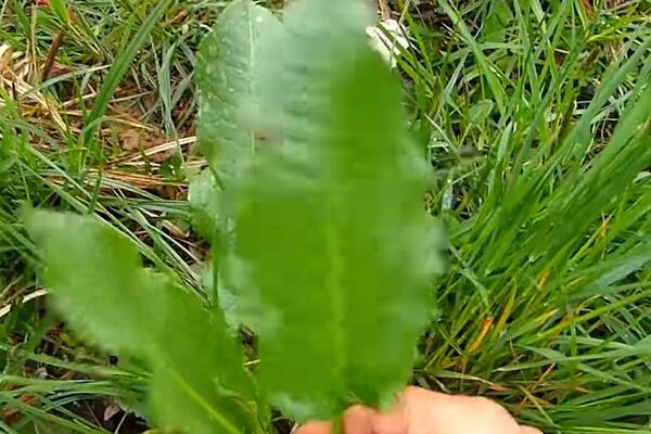 U PROLEĆE SRBI NAVALE NA OVAJ ZELENIŠ, A NE ZNAJU KOLIKO JE ZDRAVO: Evo šta sve sadrži JEDAN LIST