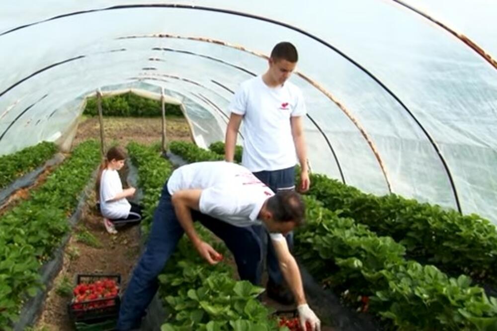 BRANKOVIĆI NAPRAVILI UNOSAN BIZNIS SA NEKOLIKO HILJADA SADNICA: Sve PLODOVE brzo RASPRODAJU, evo kolika je CENA!