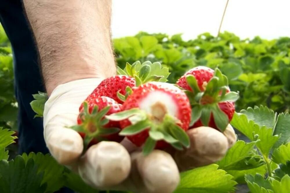 KILOGRAM JAGODA NA BEOGRADSKOJ PIJACI 400 DINARA: A tek da vidite koliko košta KRASTAVAC i PARADAJZ