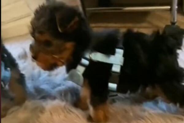 DALA OZBILNJU SUMU LOVE NA RASNOG JORKIJA, PA DOŽIVELA NOĆNU MORU: Preslatko ŠTENE se pretvorilo u OVO (VIDEO)