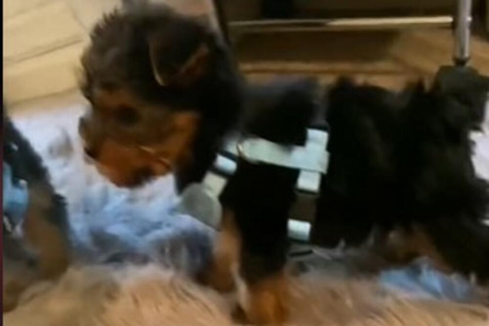 DALA OZBILNJU SUMU LOVE NA RASNOG JORKIJA, PA DOŽIVELA NOĆNU MORU: Preslatko ŠTENE se pretvorilo u OVO (VIDEO)