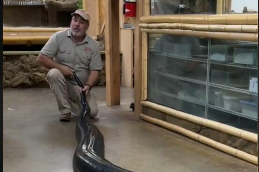 STAO JE PORED PITONA OD 6 METARA: Ono što se desilo par sekundi kasnije niste mogli ni da ZAMISLITE (VIDEO)